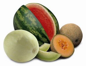  | World's Finest Bridgeport |  | p-12373-0001052_big-melons | World's Finest Bridgeport
