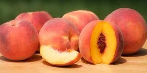  | World's Finest Bridgeport |  | p-12682-0000665_peach | World's Finest Bridgeport